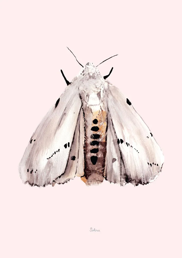 Postikortti Sokru "Yöperhonen"